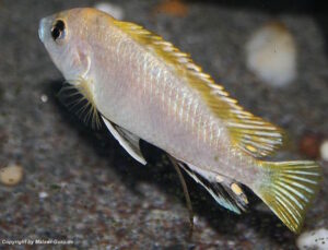 Labidochromis sp. 'perlmutt'